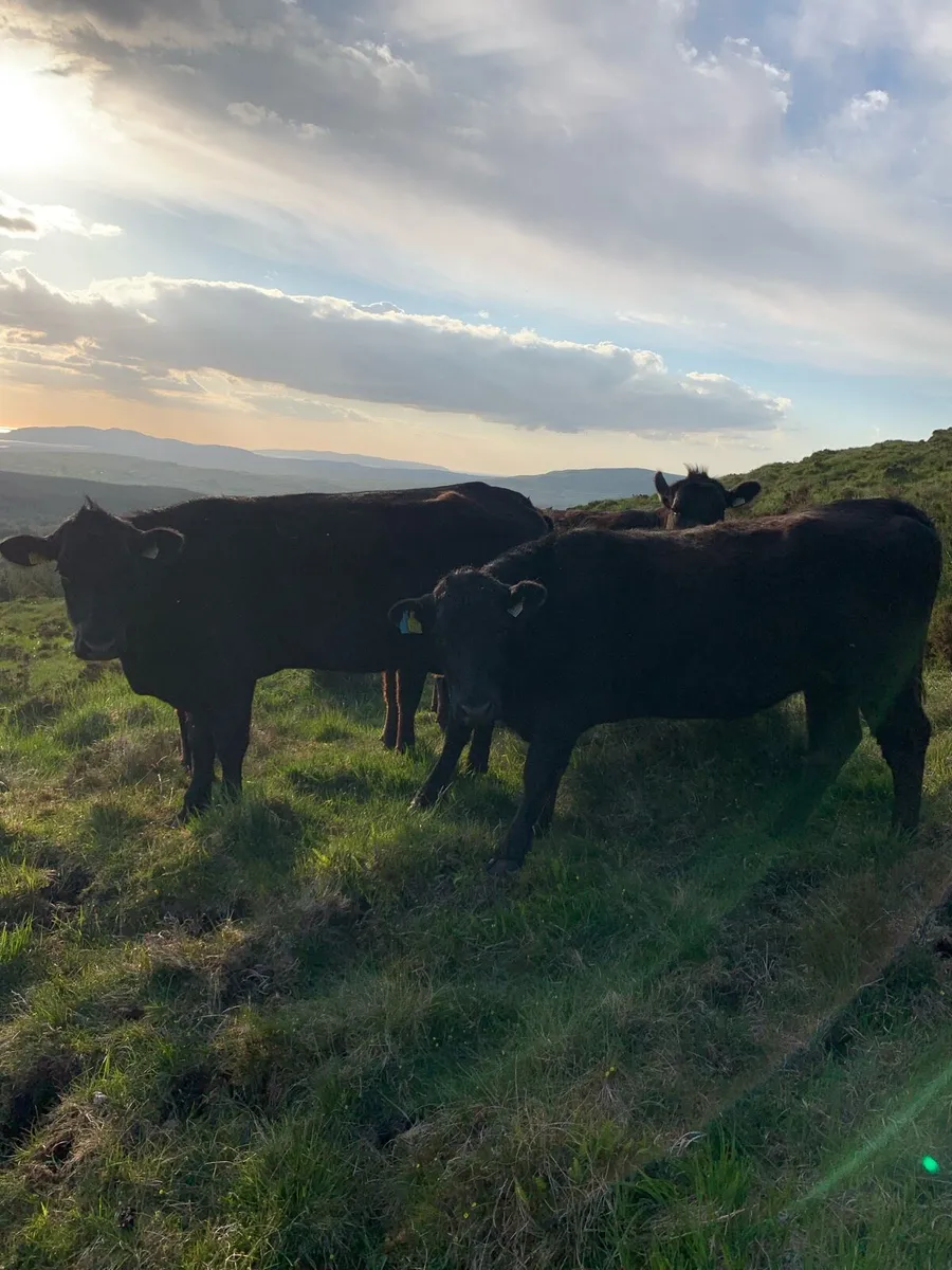 Organic Angus Heifers - Image 3