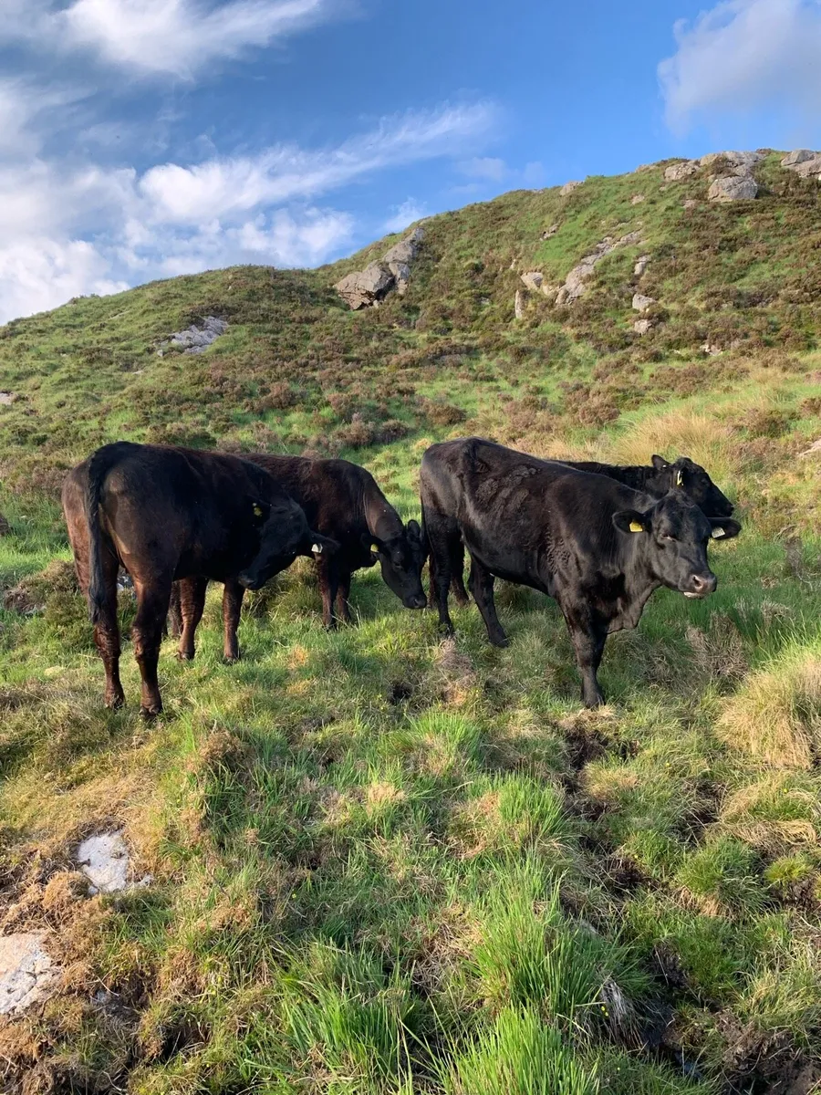 Organic Angus Heifers - Image 4