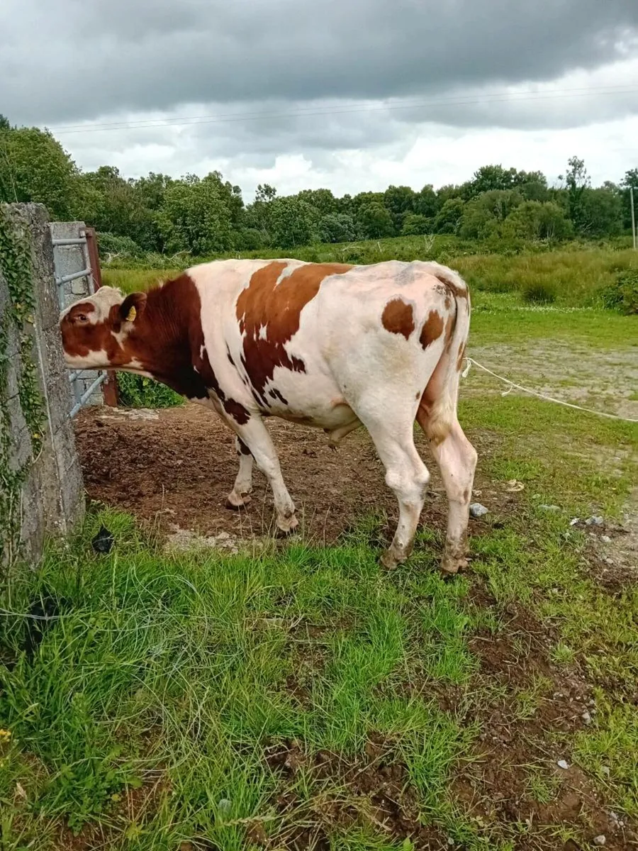 Vasectomised bull - Image 1