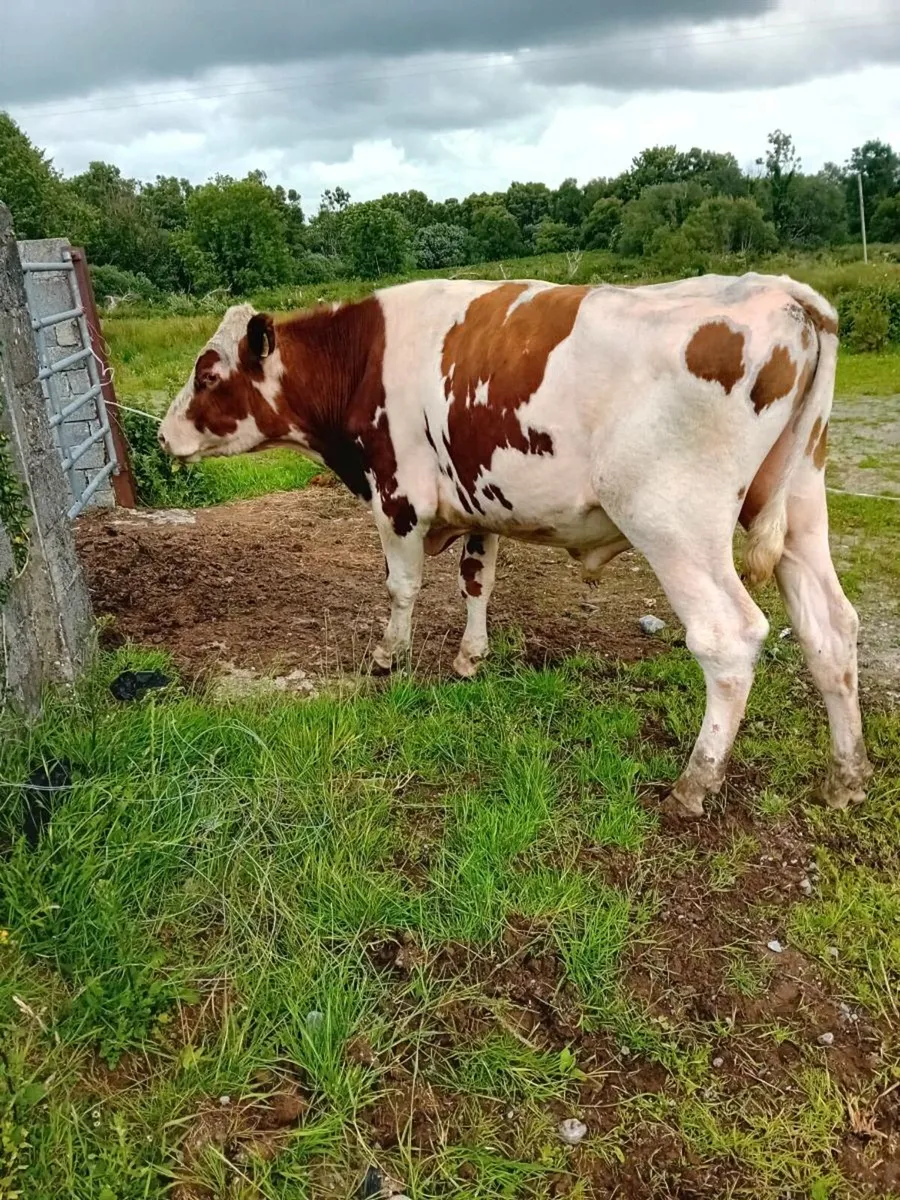 Vasectomised bull - Image 2