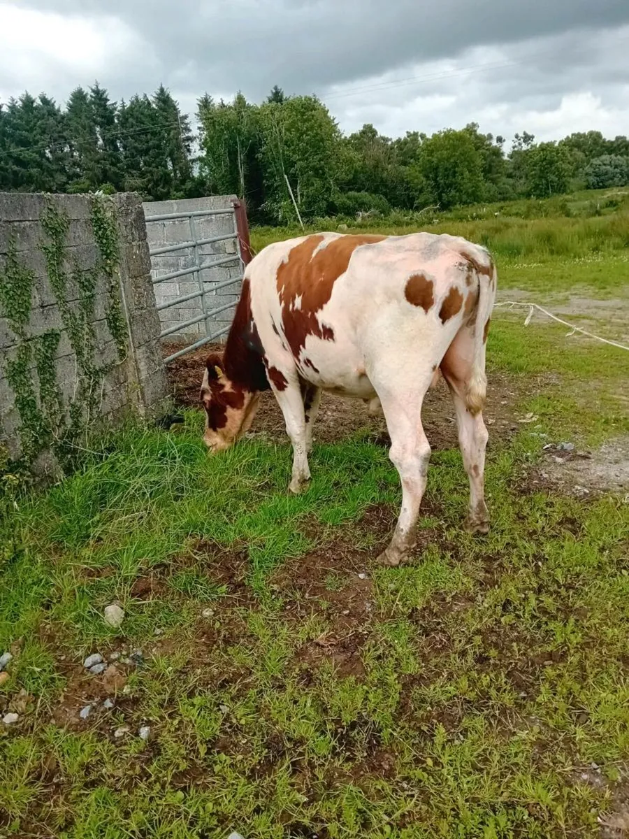 Vasectomised bull - Image 3