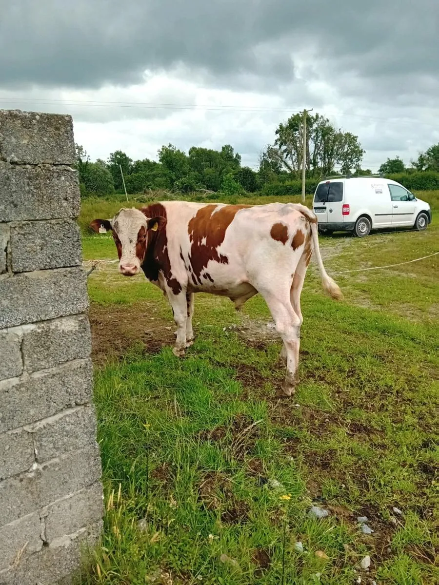 Vasectomised bull - Image 4