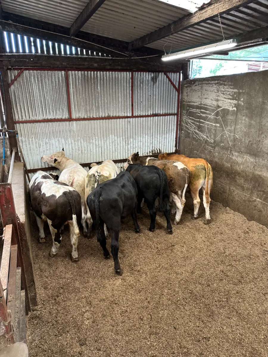Forward bullocks - Image 2