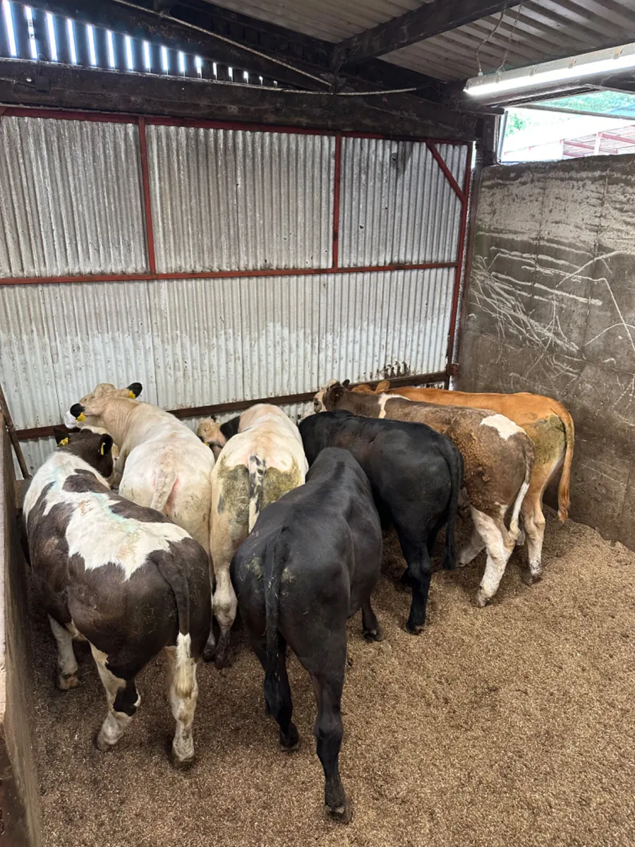 Forward bullocks - Image 1