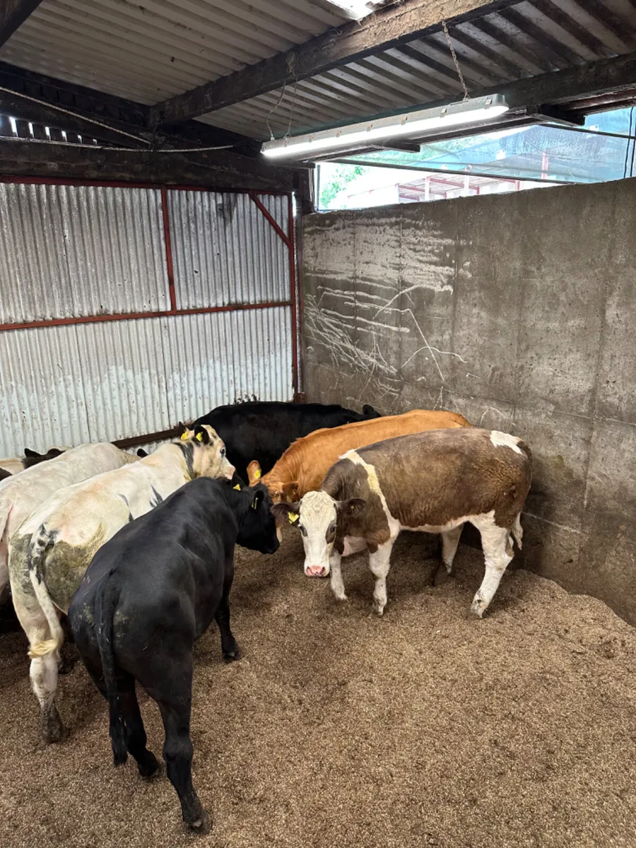 Forward bullocks - Image 4