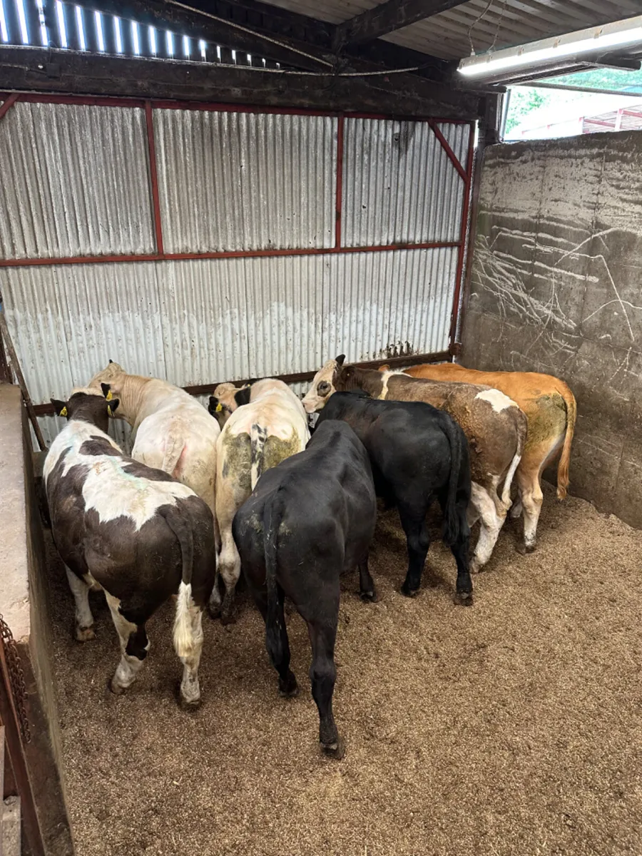 Forward bullocks - Image 3