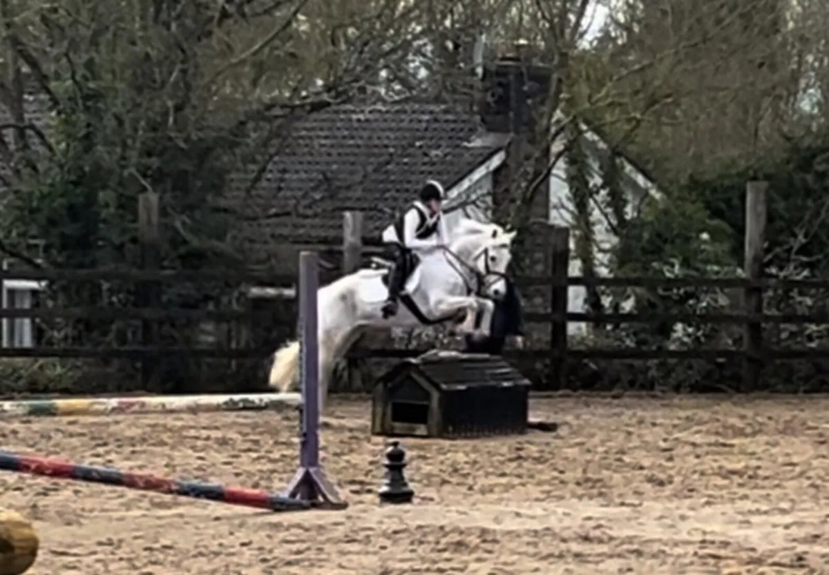 14’2 Connemara Pony - Image 2