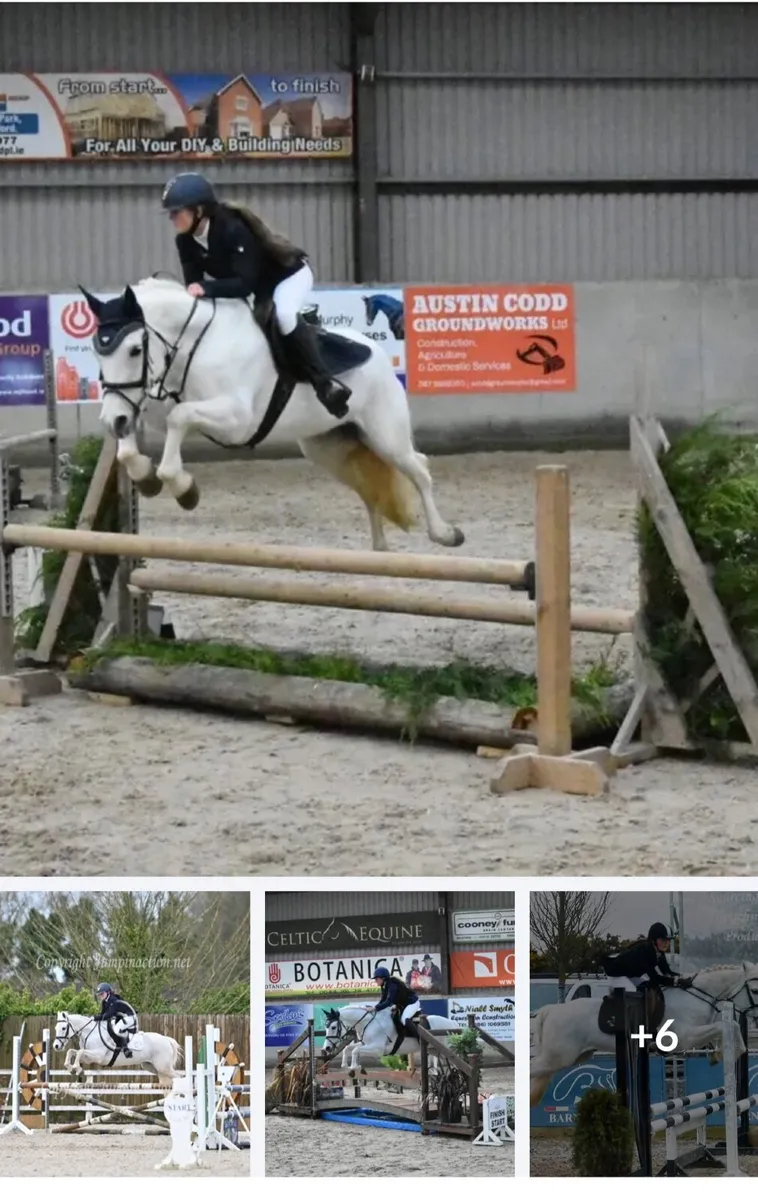 14’2 Connemara Pony - Image 3