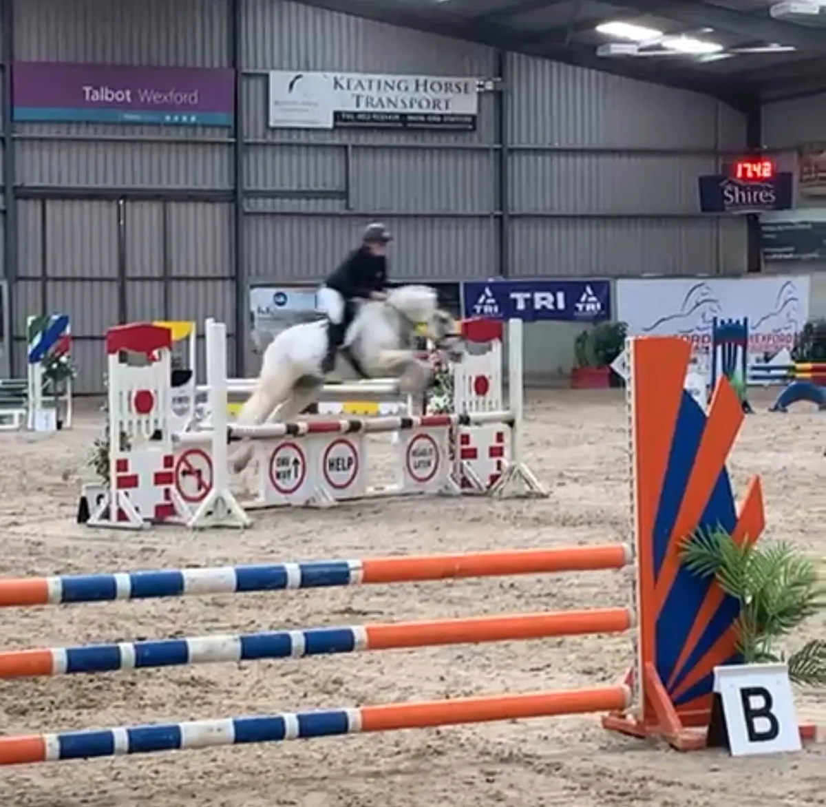 14’2 Connemara Pony - Image 4
