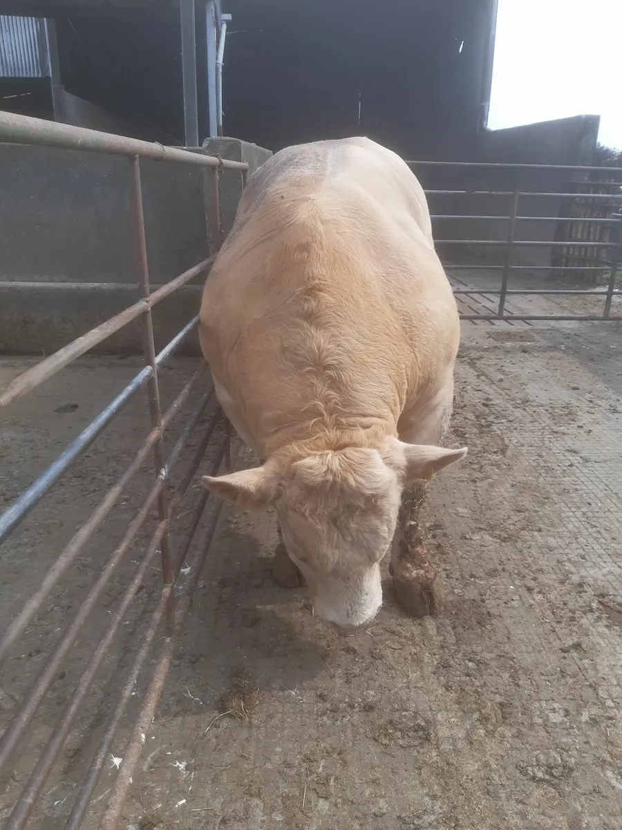 Bull - Image 3