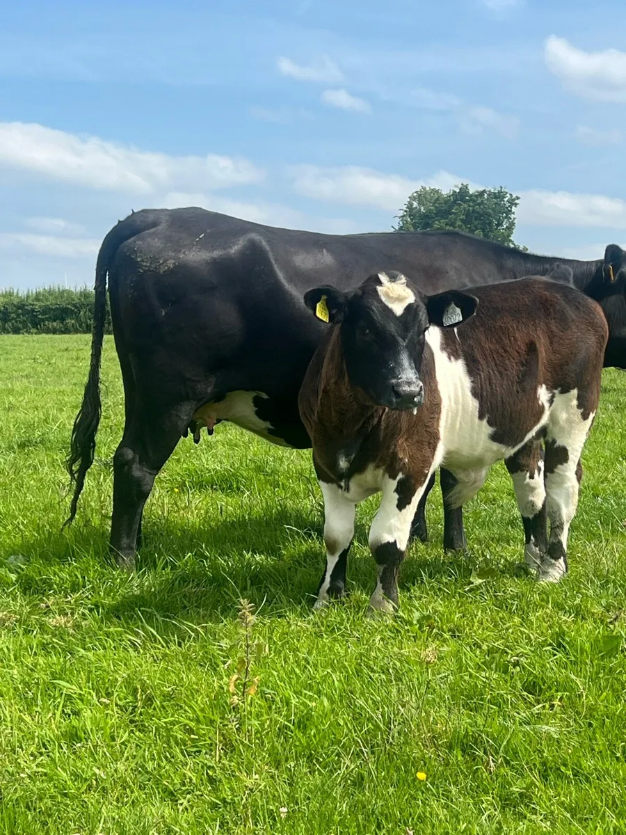 Cow and calf - Image 1