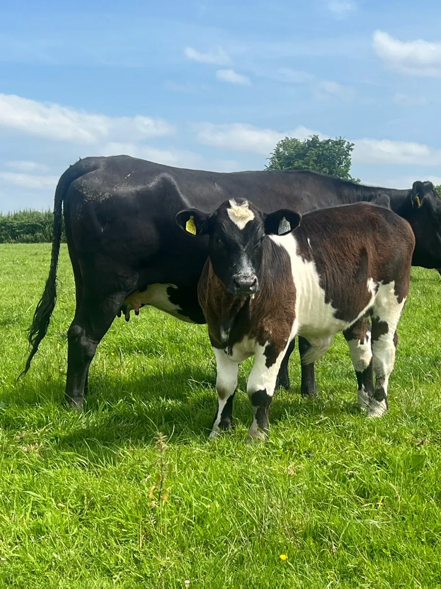 Cow and calf - Image 2