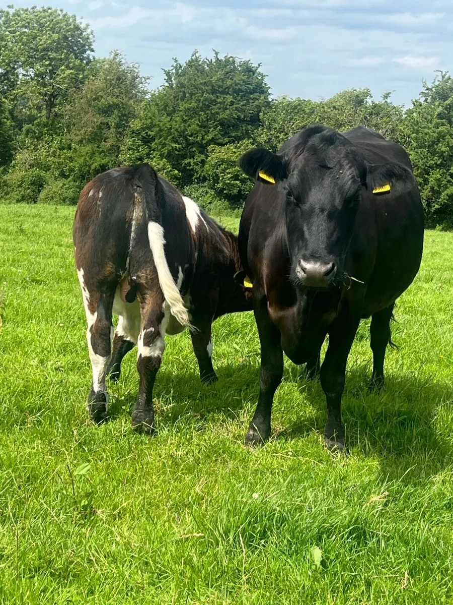 Cow and calf - Image 3