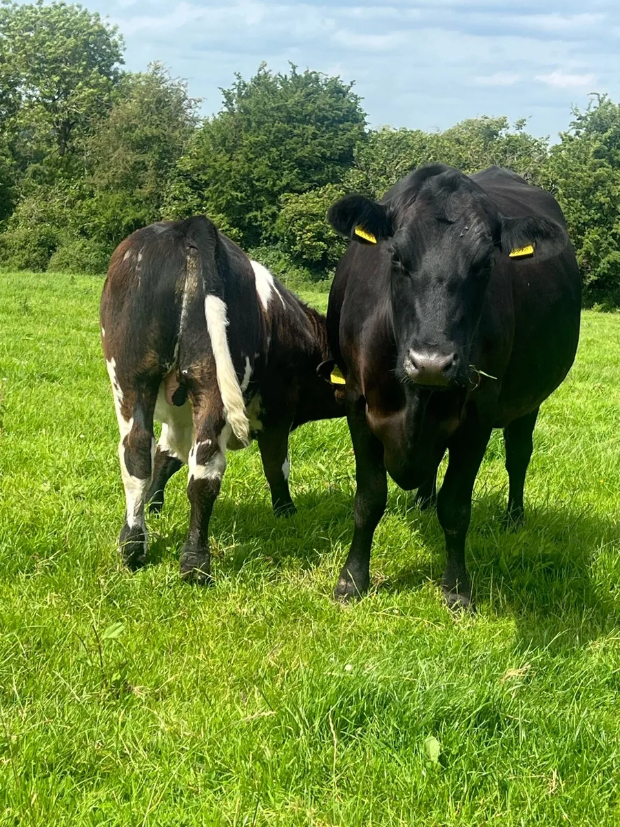 Cow and calf - Image 4