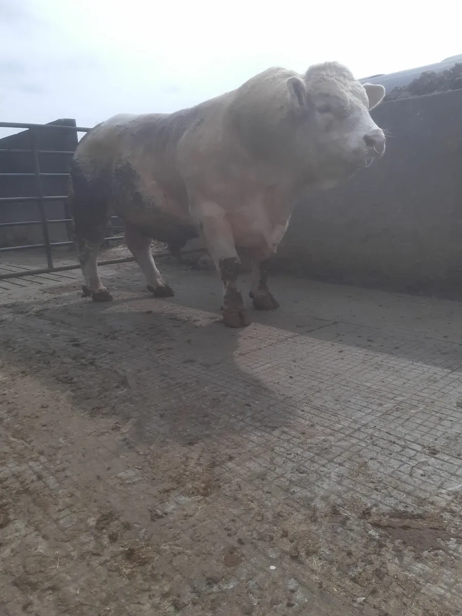 Bull - Image 2