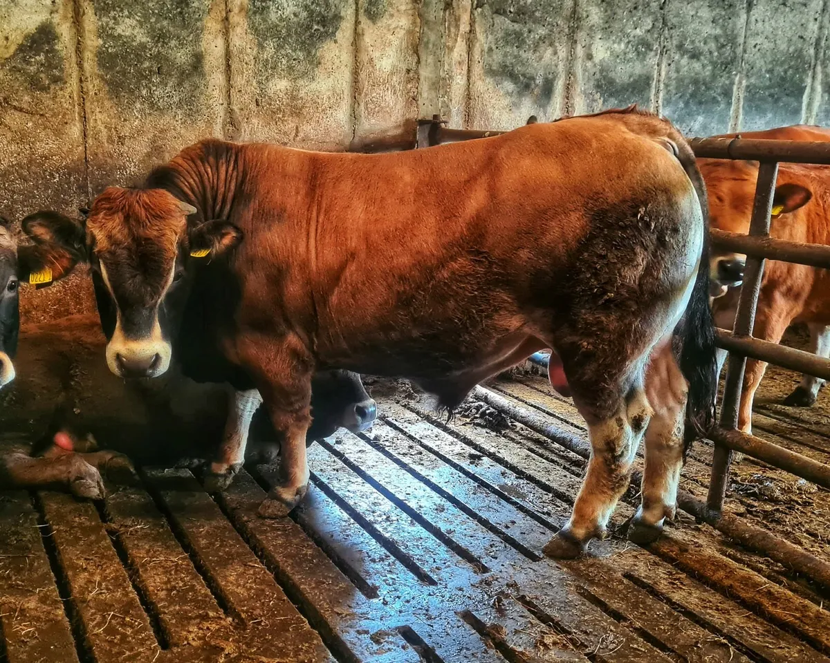 aubrac bull and heifers - Image 2