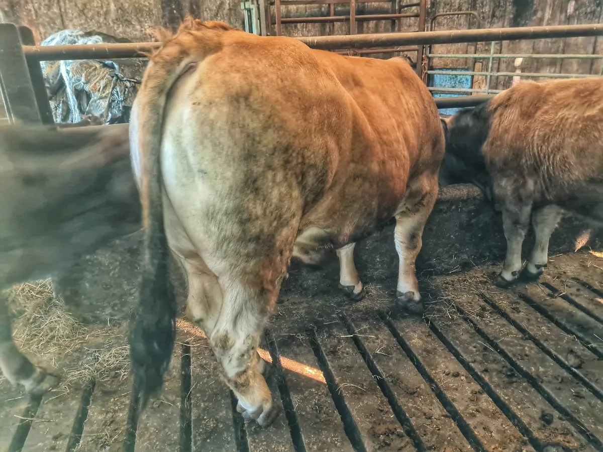 aubrac bull and heifers - Image 3