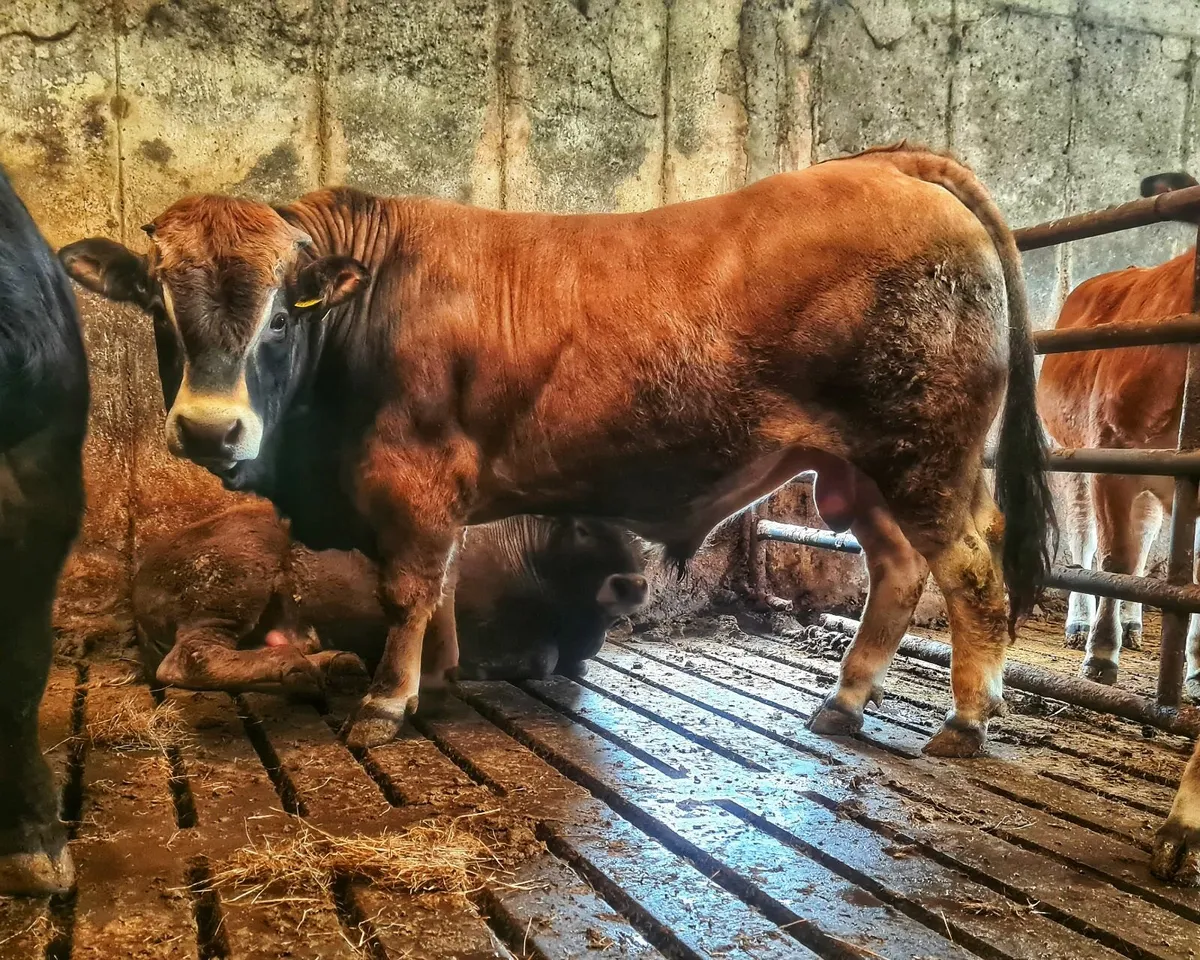 aubrac bull and heifers - Image 4