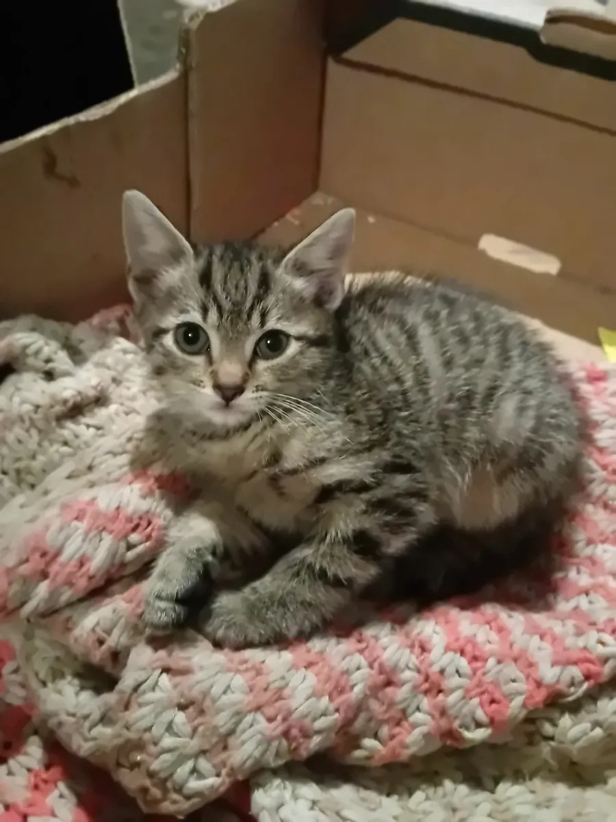 Kittens - Image 1