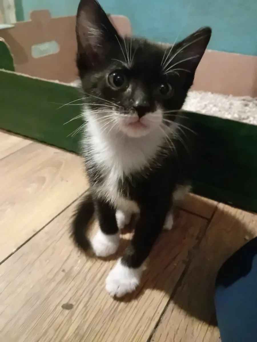 Kittens - Image 2