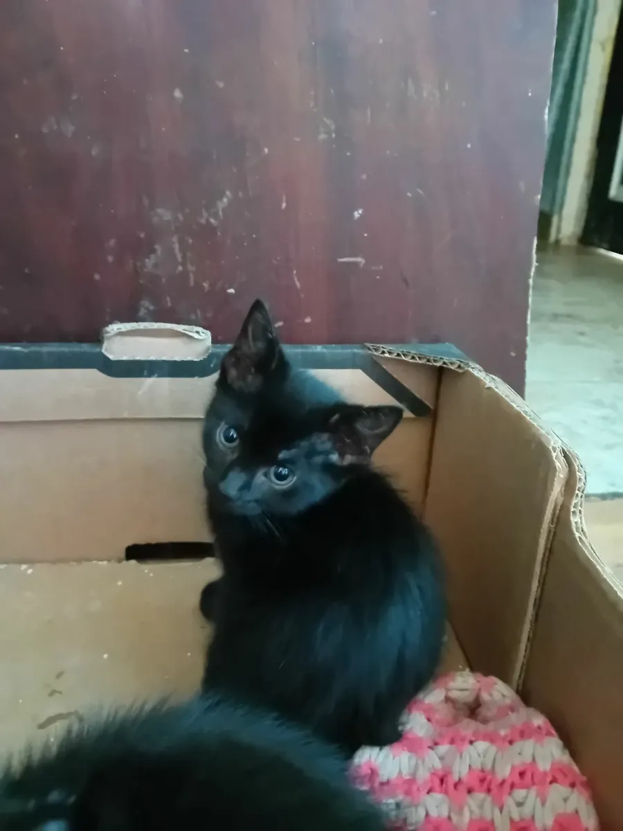 Kittens - Image 3