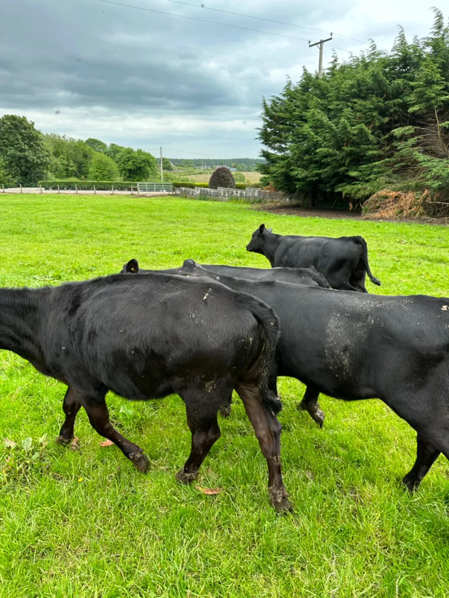 Angus heifers - Image 4