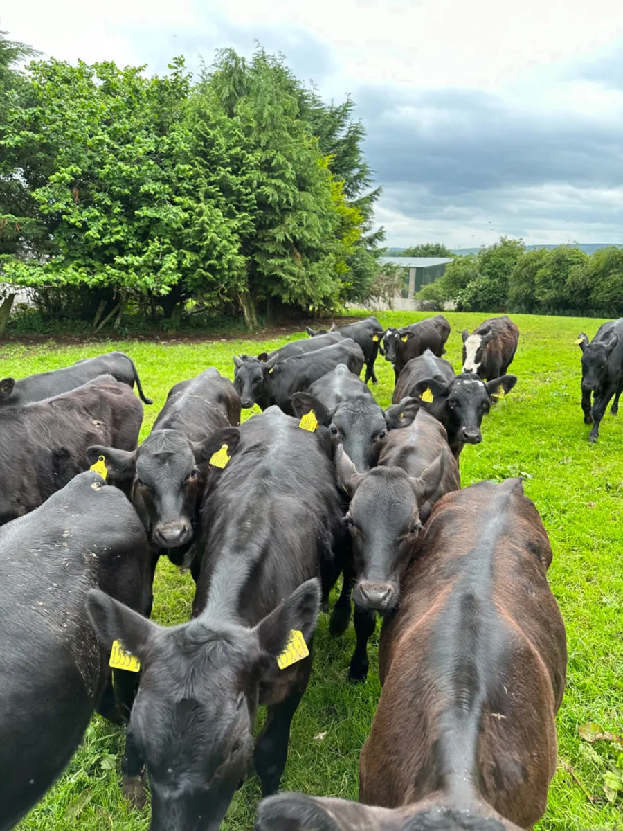Angus heifers - Image 2