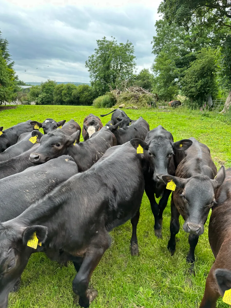 Angus heifers - Image 3