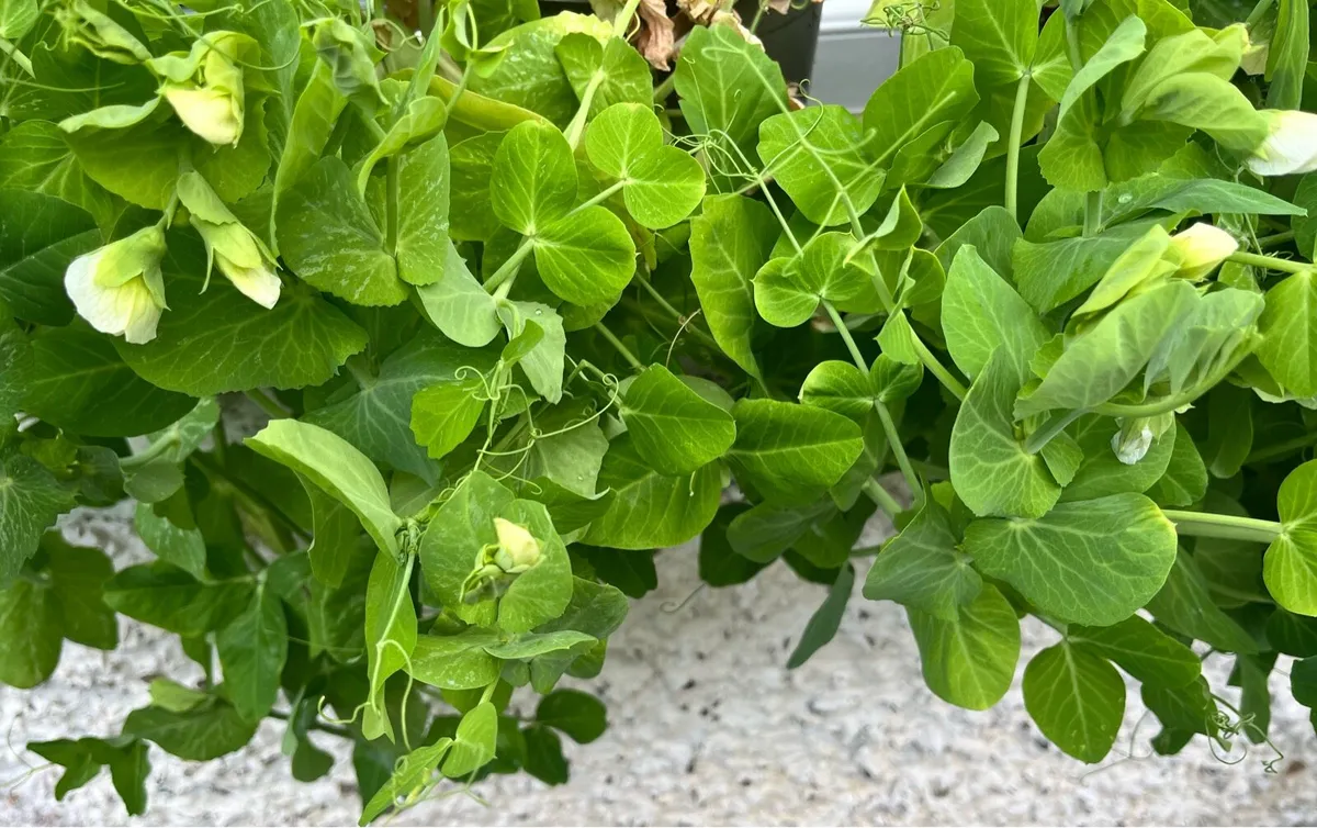Pea blooming 🫛 young plants - Image 1