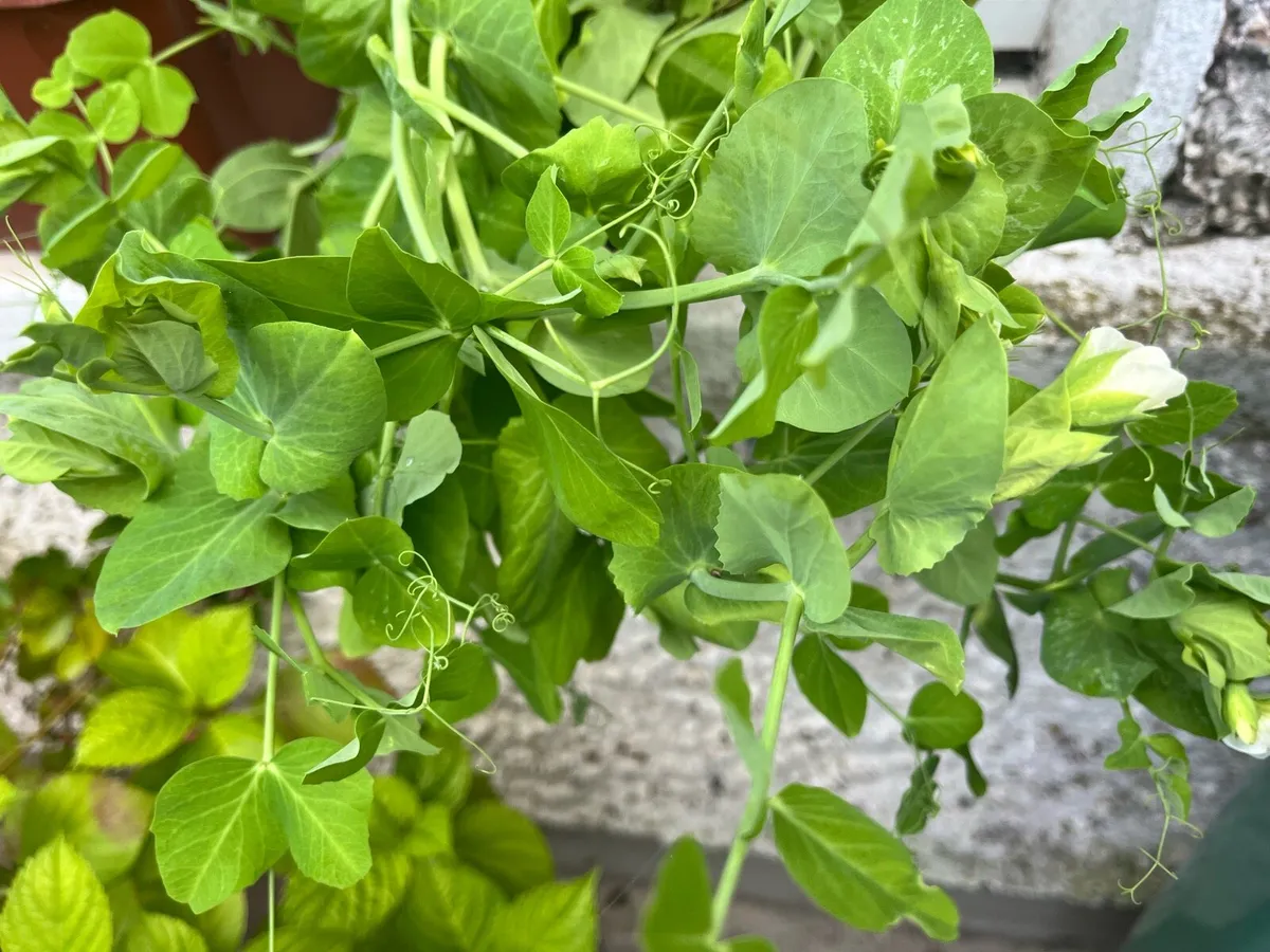 Pea blooming 🫛 young plants - Image 2