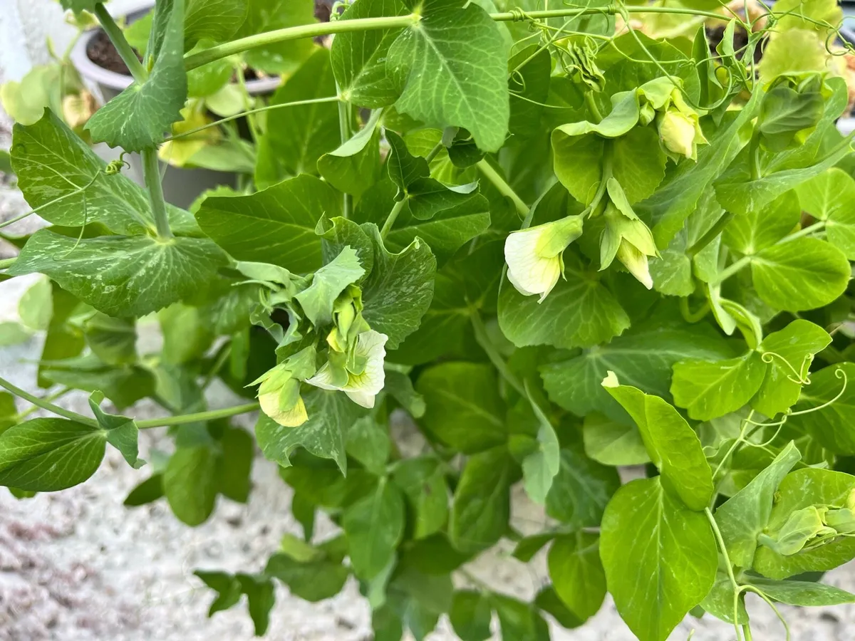 Pea blooming 🫛 young plants - Image 3