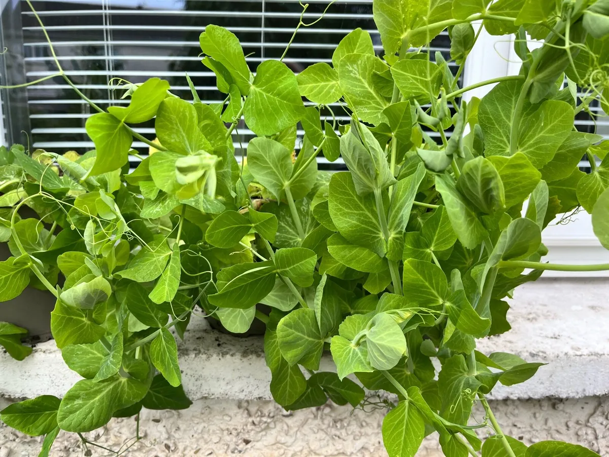 Pea blooming 🫛 young plants - Image 4