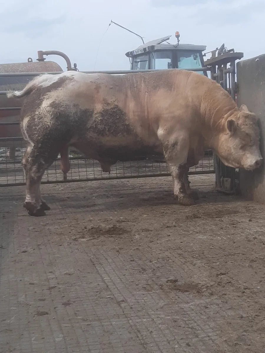 Bull - Image 1