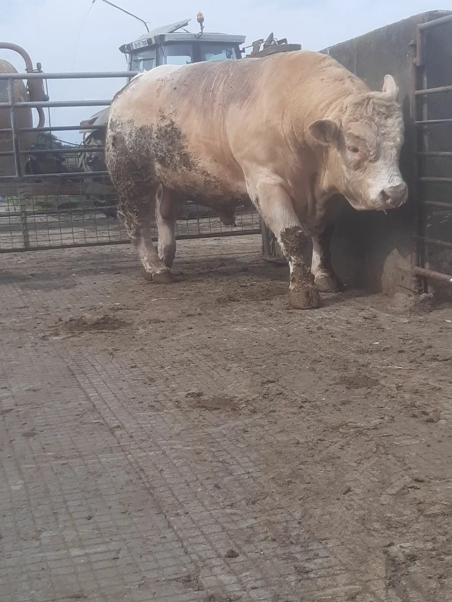 Bull - Image 4