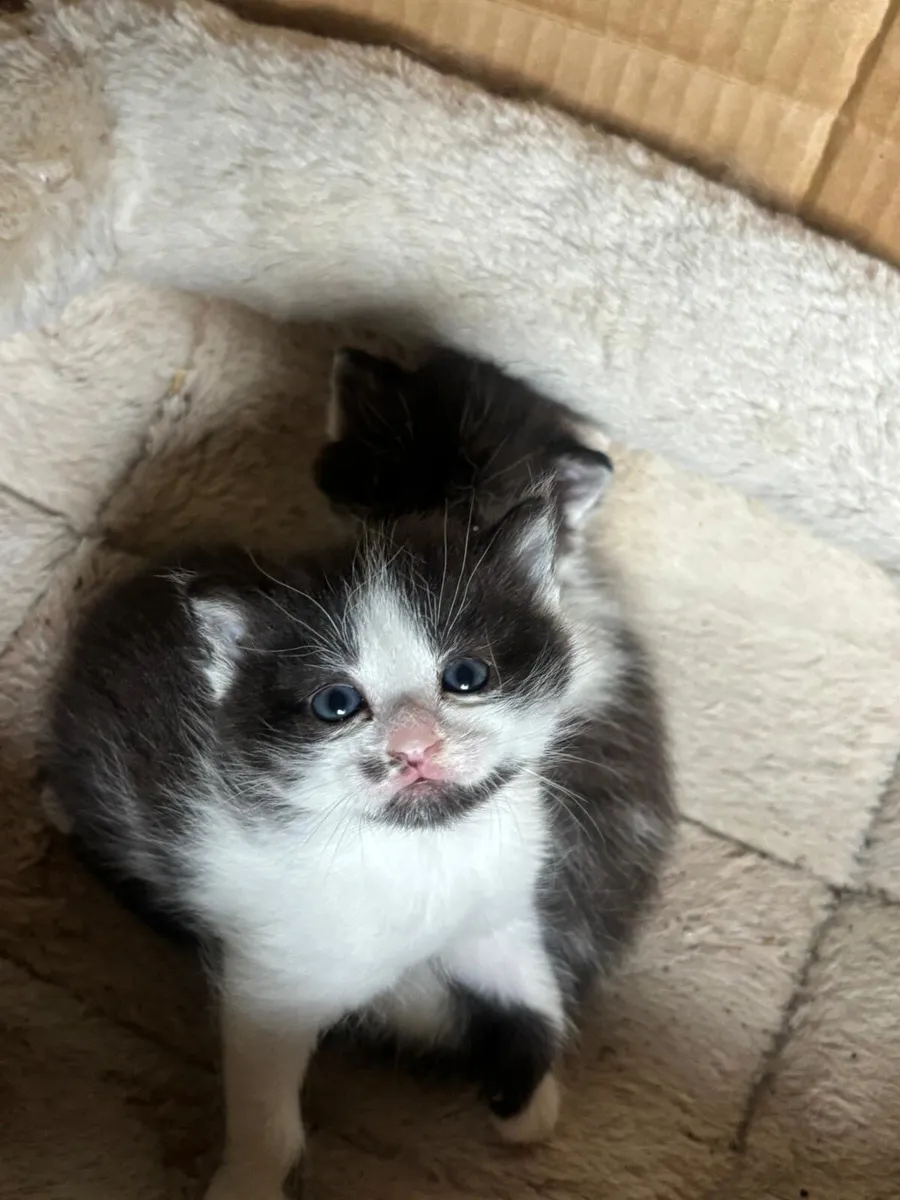 Tabby Kittens - Image 1