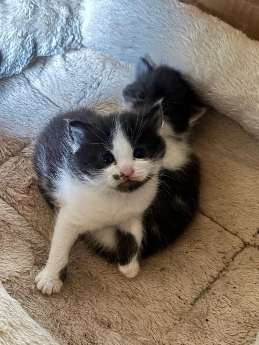 Tabby Kittens - Image 2