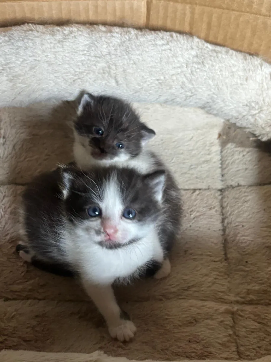Tabby Kittens - Image 3