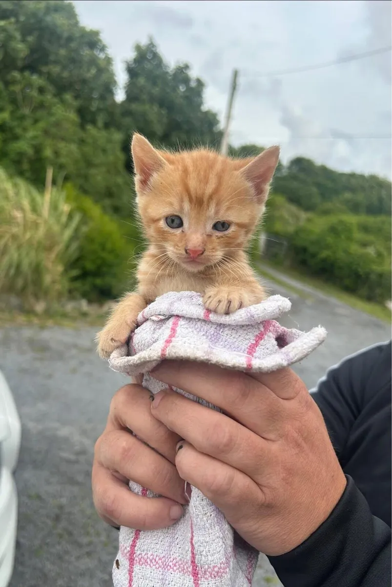 Tabby Kittens - Image 4