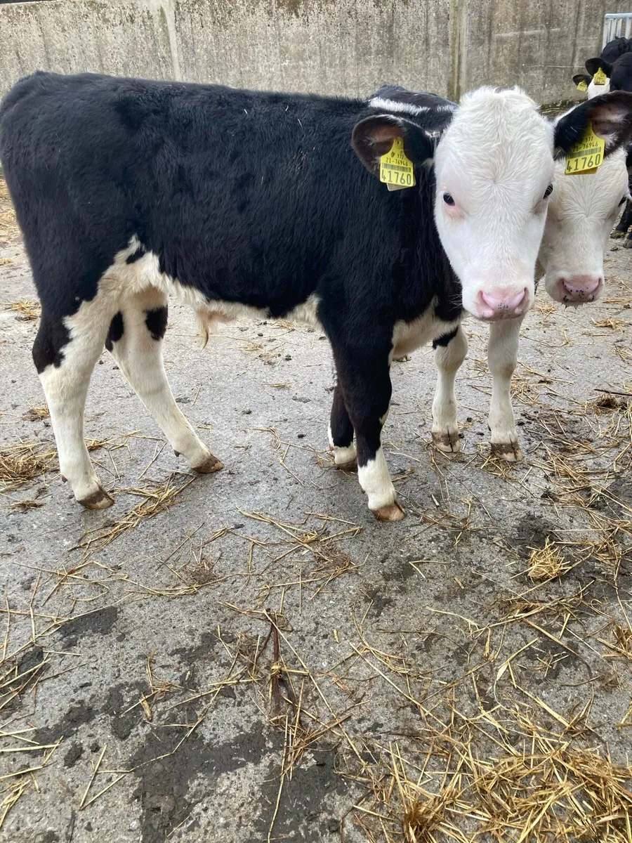 SUPER QUAILTY REARED BULL CALVES HEX/AA 2/3 MONTHS - Image 1