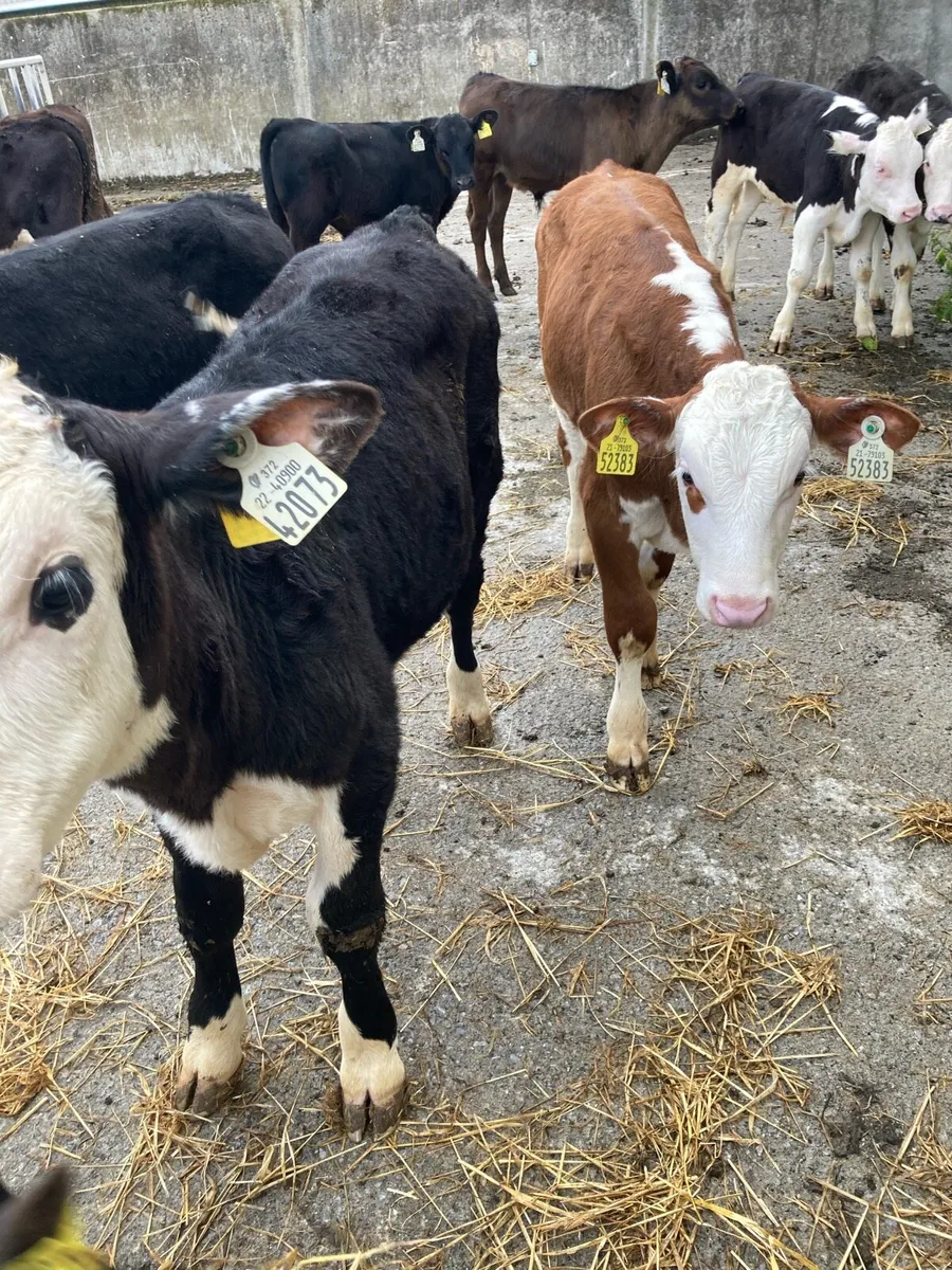 SUPER QUAILTY REARED BULL CALVES HEX/AA 2/3 MONTHS - Image 2