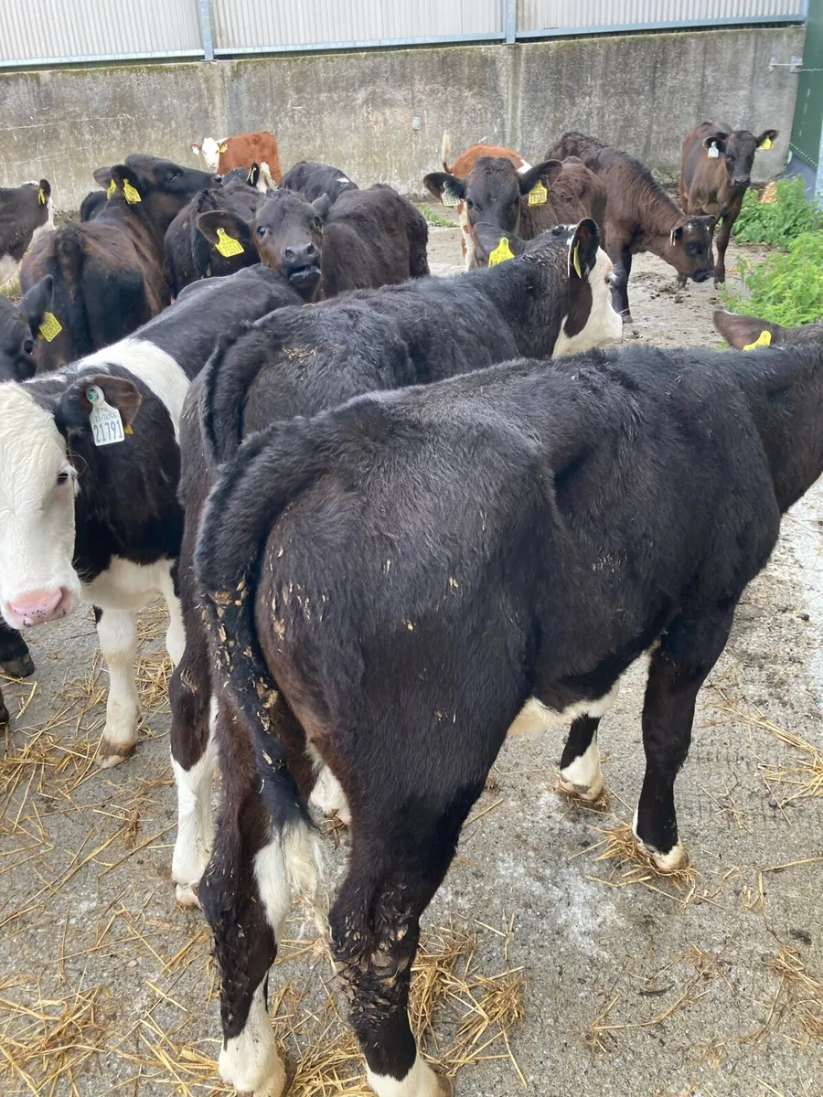 SUPER QUAILTY REARED BULL CALVES HEX/AA 2/3 MONTHS - Image 3