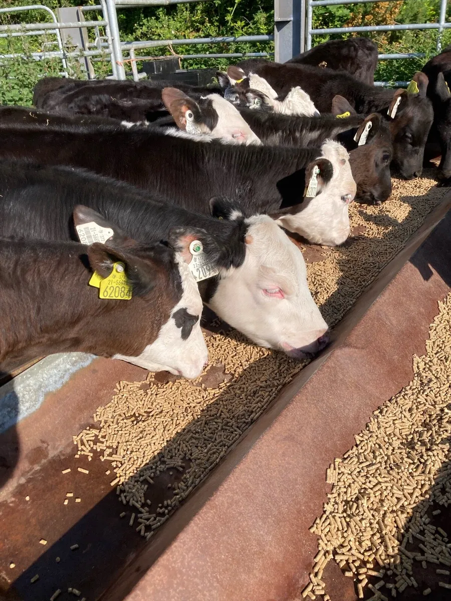 SUPER QUAILTY REARED BULL CALVES HEX/AA 2/3 MONTHS - Image 1