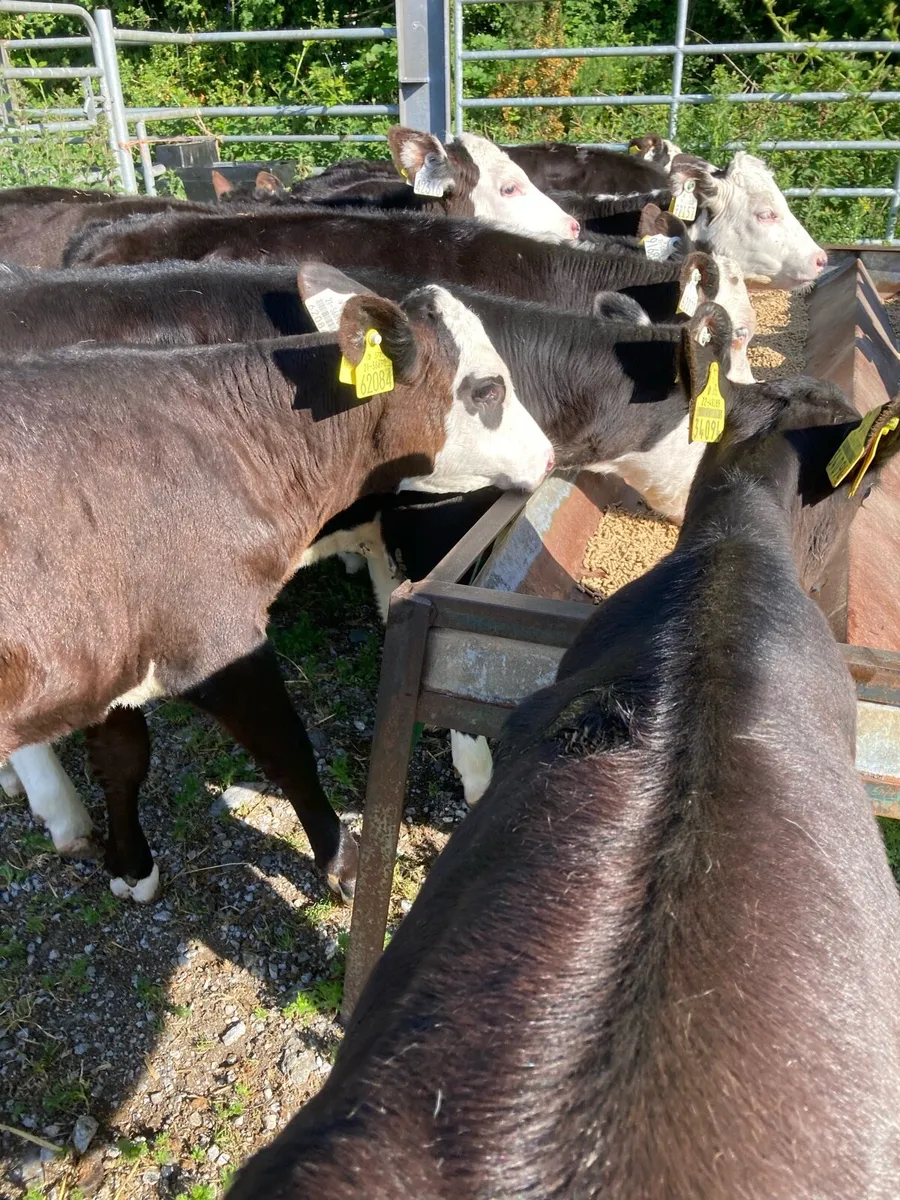 SUPER QUAILTY REARED CALVES HEX/AA 2/3 MONTHS - Image 1