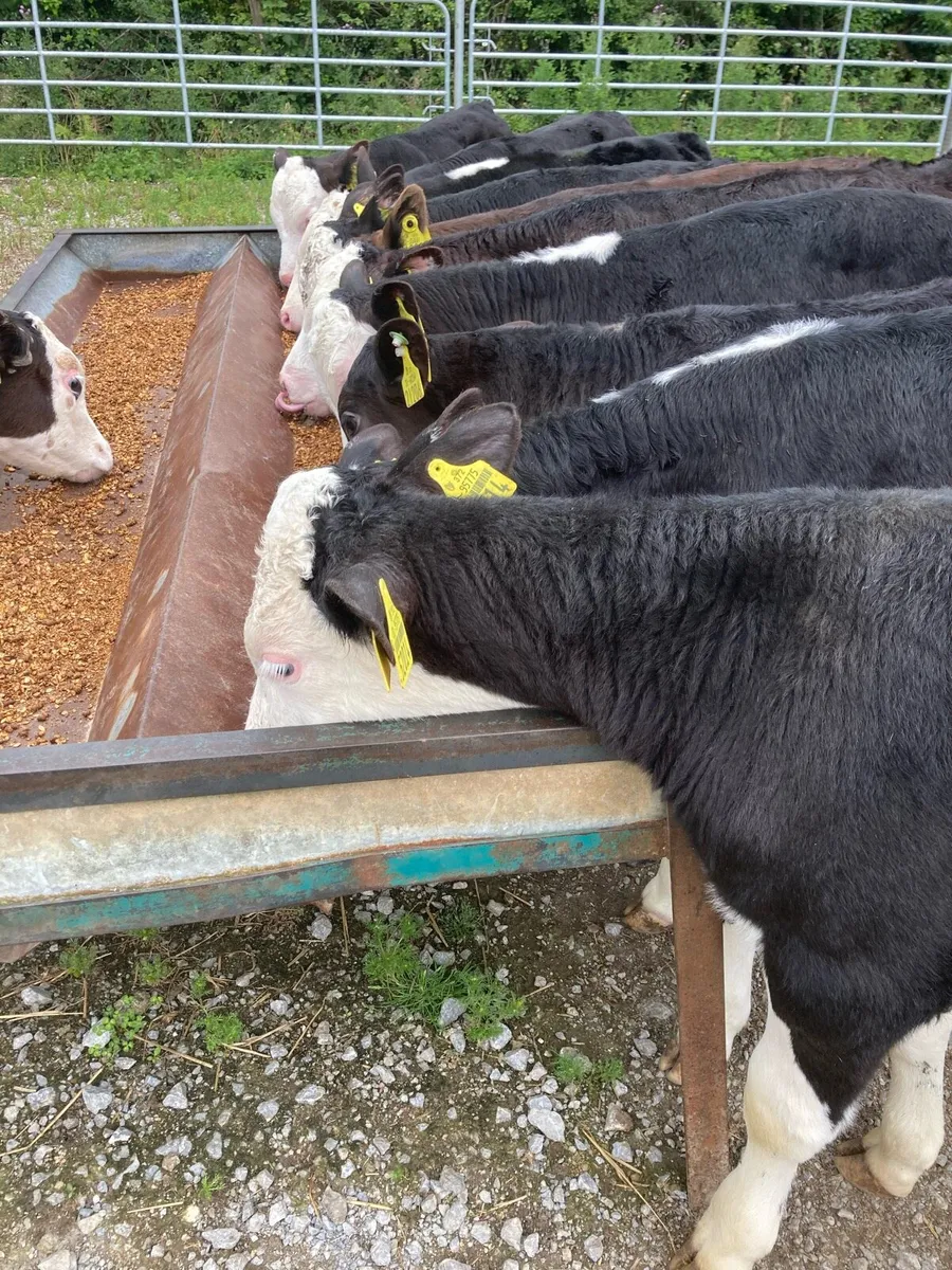 SUPER QUAILTY REARED CALVES HEX/AA 2/3 MONTHS - Image 2