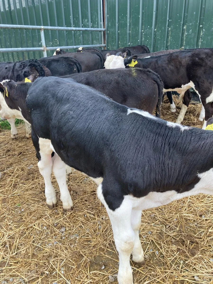 SUPER QUAILTY REARED CALVES HEX/AA 2/3 MONTHS - Image 4