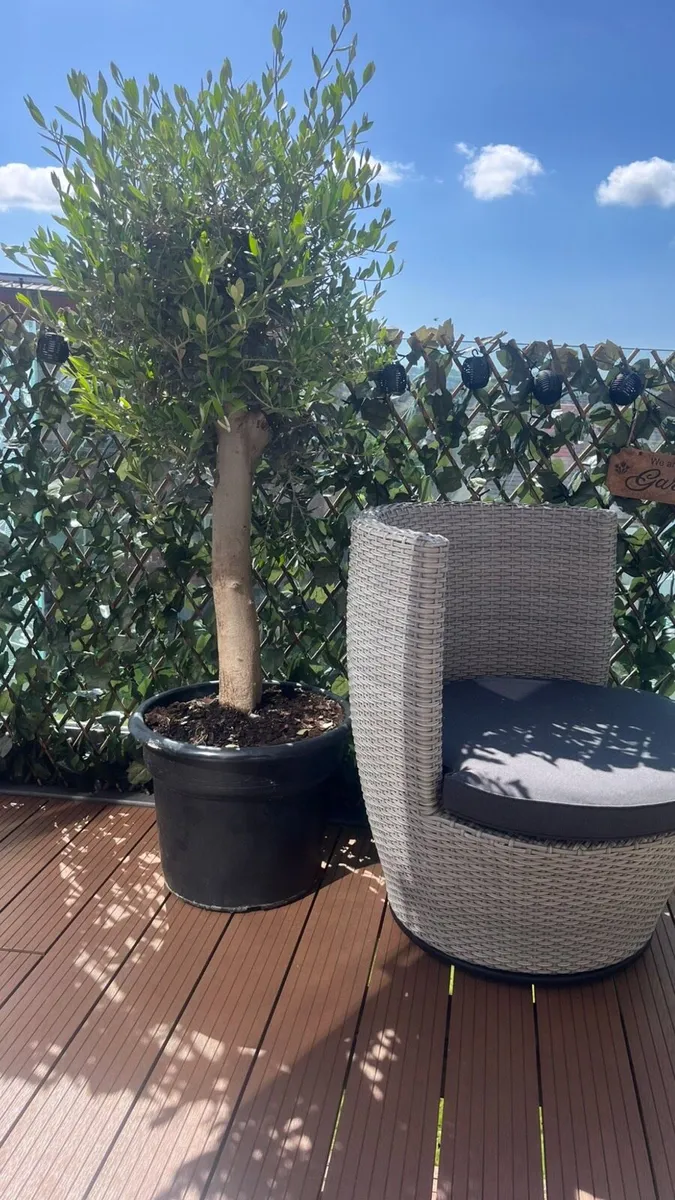 Olive tree - Image 2