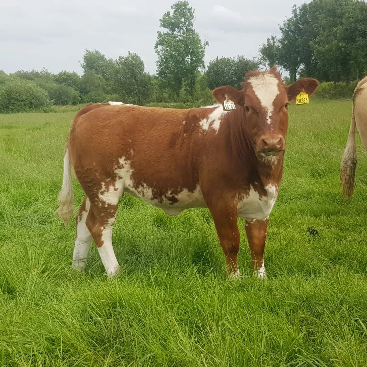 Weanling heifer - Image 2