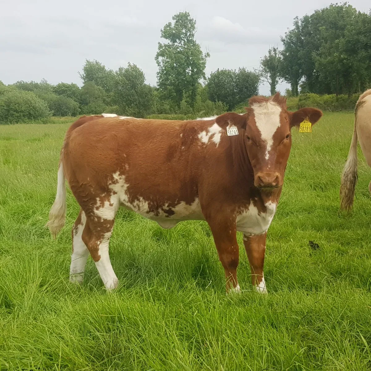 Weanling heifer - Image 3