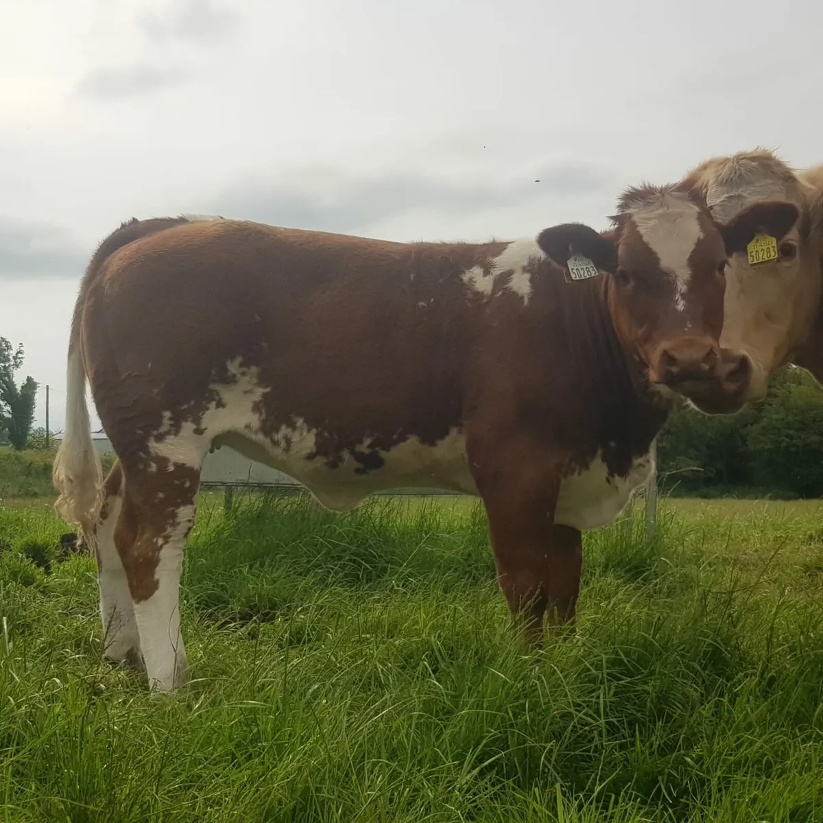Weanling heifer - Image 4