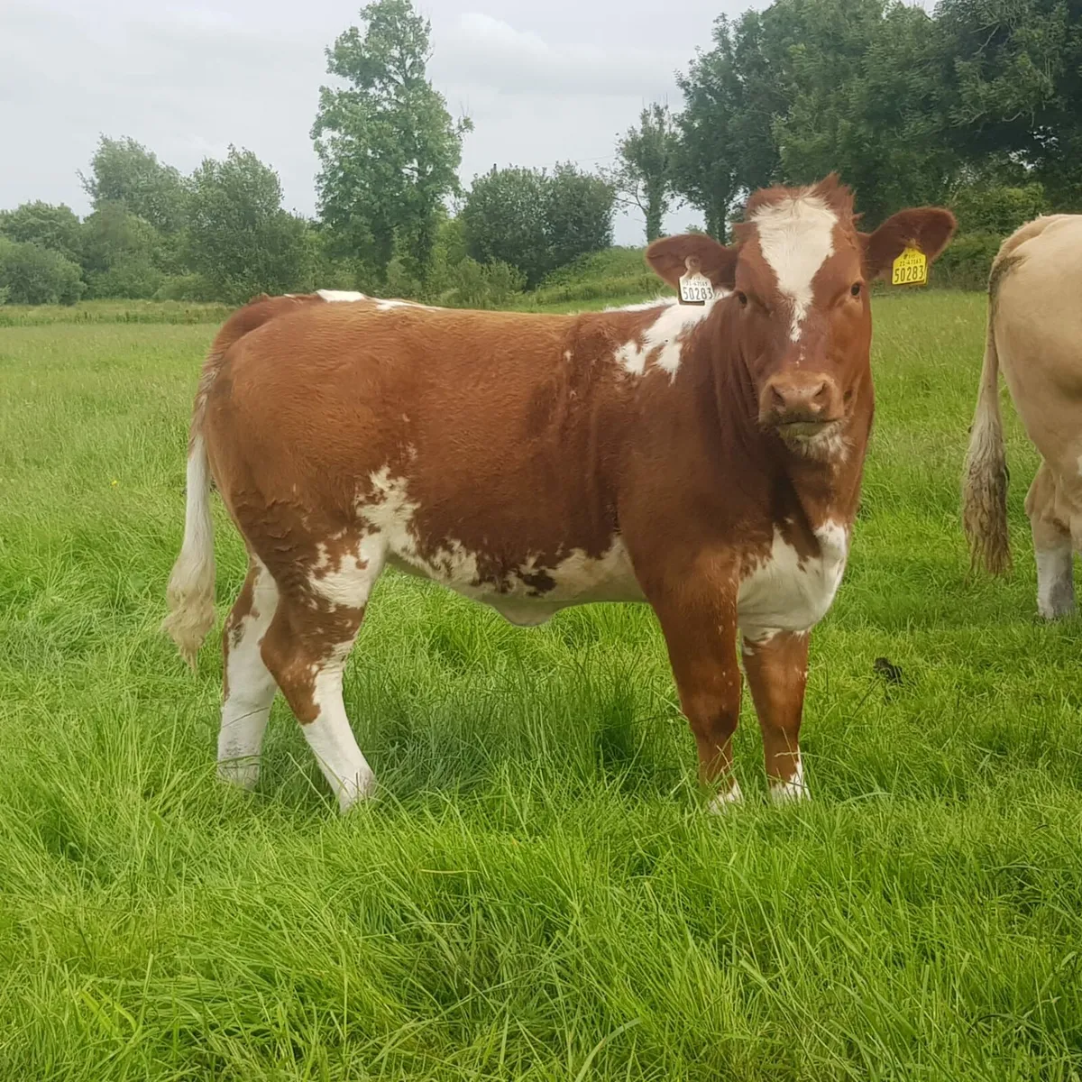 Weanling heifer - Image 1